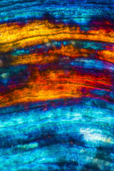 Abstract micrograph of a fish scale from a yellowfin tuna.