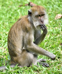 Macaque monkey sitting in a park