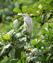 White egret standing in a tree looking side on