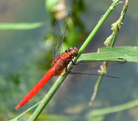Bright red dragonfly sitting on a blade of grass