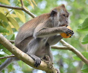 Macaque monkey sitting in a tree eating an orange