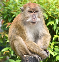 Beautiful macaque monkey sitting on a pole in a park