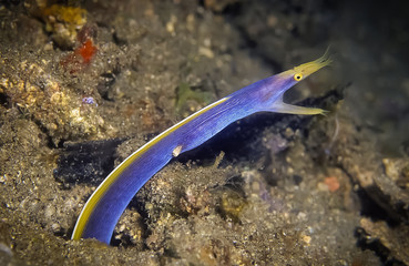 Blue ribbon eel. Taken at Similan Island, Phangnga, Thailand.