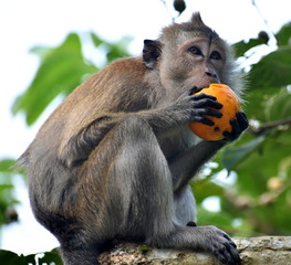 Young macaque monkey in a tree eating an orange