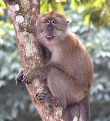 Beautiful macaque monkey sitting in a tree looking at something