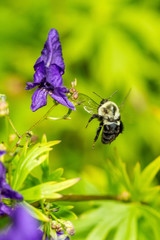 Bumblebee in flight while visiting a flower.