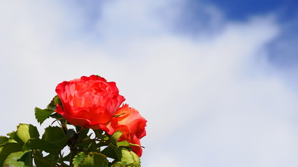 Beautiful red rose flowers with green leaves isolated on blue sky with clouds background.