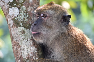 Macaque monkey in a tree looking at something with its tongue slightly out