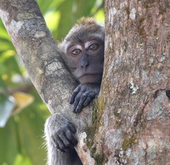Cute, young macaque monkey in a tree looking at the camera through some branches