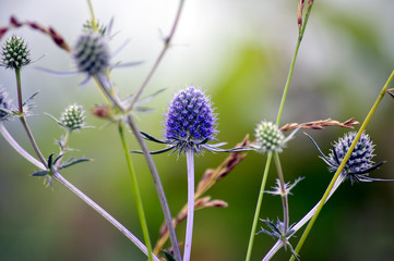 Blue Echinops flowers as a background