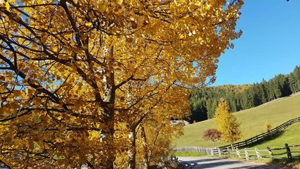 Trees in autumn colors blown by the wind in the Renon Plateau, Alto Adige - South Tyrol, Italy