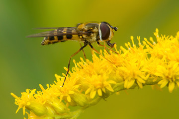 Hover fly on a goldenrod flower in Newbury, New Hampshire.