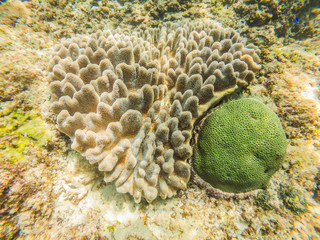 Photo of a tropical Fish on a coral reef