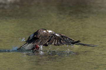 Osprey flaps its wings to liftoff with the fish.