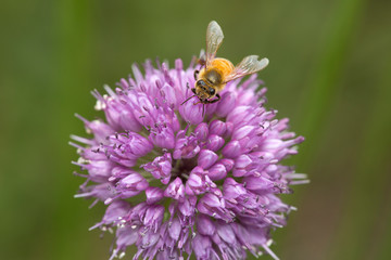 Honey bee visiting a lavender allium flower in New Hampshire.