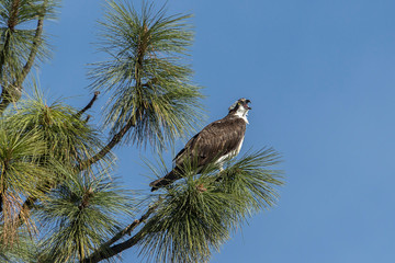A perched osprey is calling out.