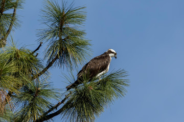 Osprey in tree on the look out for fish.