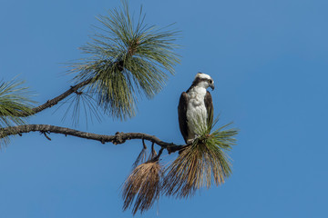Osprey perched on the edge of a branch.