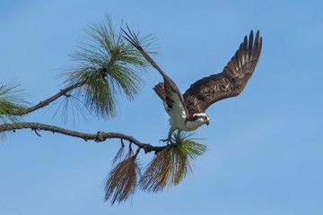 Osprey looks over at tree.