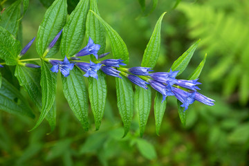 Blue flowers of willow gentian in a New Hampshire meadow.