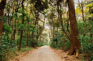 Small road in lush green forest at Meiji Jingu Shrine park- Tokyo green space