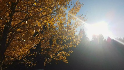 Alder with autumn colors and leaves blowing in the wind and behind the sun, Renon Plateau, Alto Adige - South Tyrol, Italy