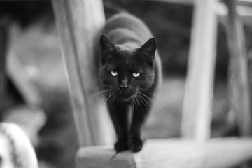 black cat
