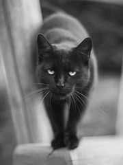 Black cat