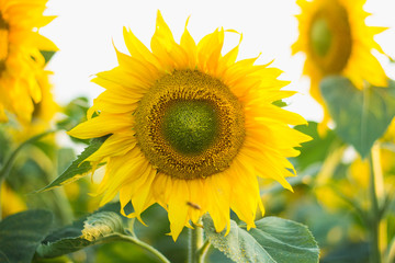 Sunflower on a meadow in the light of the setting sun