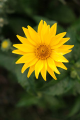 flowers on blurred background with sunlight at sunset