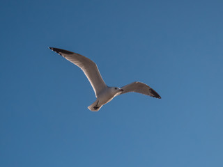 seagull