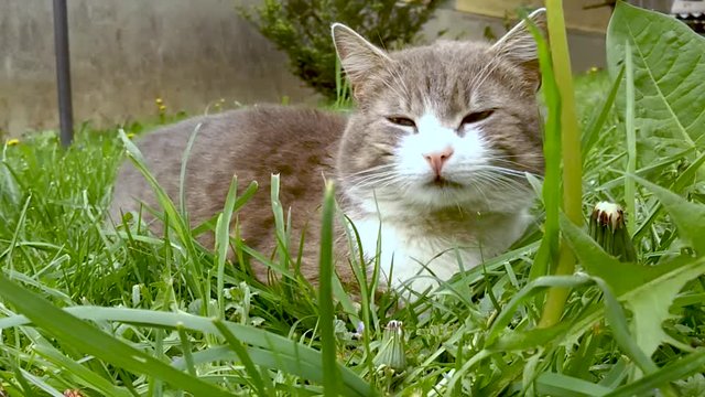 Silver and white cat lying on the ground while a gentle breeze is moving the grass