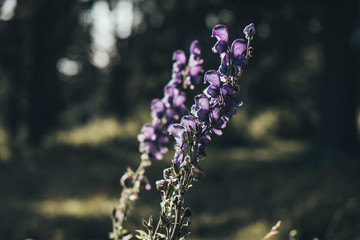 purple flowers glow in the sun