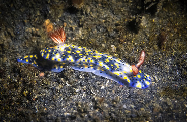 Nudibranch, a shell-less marine animal. This nudibranch has blue body with yellow and white spots.