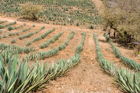 Azcar De Agave" Images  Browse 71 Stock Photos, Vectors, and Video |  Adobe Stock
