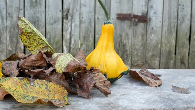 Close up of a two yellow-green zucchini with leafs