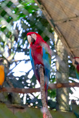 known bird with Red and green Macaw in Brazil
