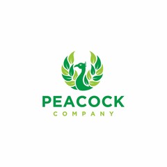 Peacock bird of nature logo modern design abstrac template illustator vector EPS 10