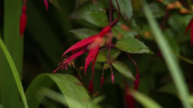 Steady, close up shot of a pink fuchsia flower, rack focus to flower buds in foreground.