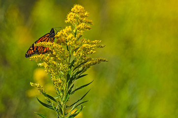 Monarch Butterfly on Goldenrod
