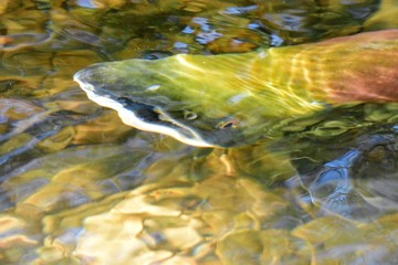 A view of Sockeye salmon swimming in the shallows. Weaver Creek Spawning Channel BC Canada