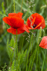 Fototapeta premium Klatschmohn (Papaver rhoeas)