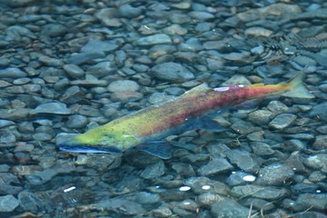 A view of Sockeye salmon swimming in the shallows. Weaver Creek Spawning Channel BC Canada