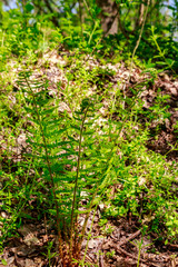 Green fern in a forest