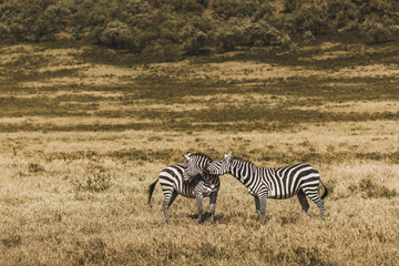 Couple of zebras in savanna on safari in Kenya national park. Harmony in nature. Love wild animals.