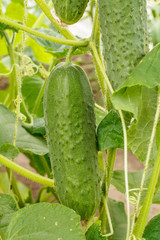 Close up fresh ripe cucumber growing in greenhouse.