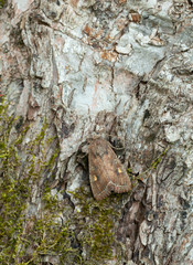 Bright-line brown-eye, Lacanobia oleracea on bark, this moth can be pest on tomato as their larvae feeds on the plants