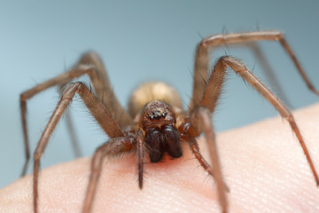Barn funnel weaver, Tegenaria domestica spider on human skin, this spider can often be found in human homes