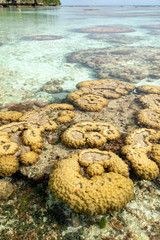 ニューカレドニア   ロイヤルティ諸島　マレ島　エニビーチの珊瑚