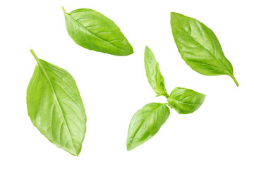 Basil leaves isolated on white background. Top view. Flat lay